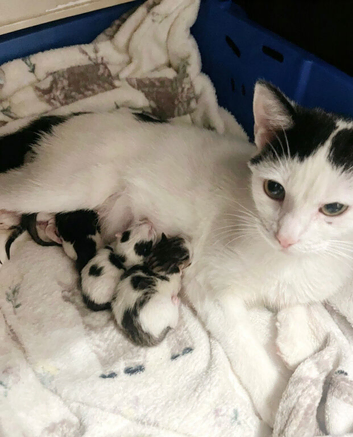 Kittens for sale 1 boy and 1 girl left