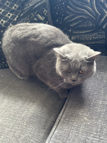 Short hair British blue