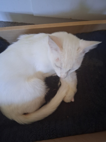 Kittens for sale