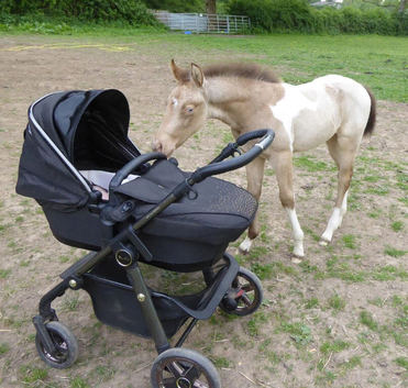 Champagne American Paint Filly