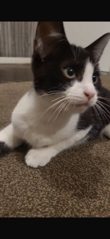 Kitten for sale