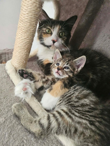 Ready now stunning kittens