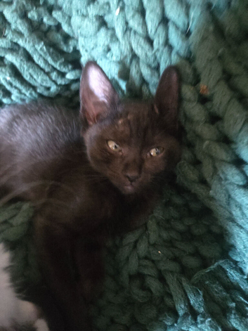 REDUCED Ready NOW Beautiful babies ready next week, these  kittens are absloutely stunning