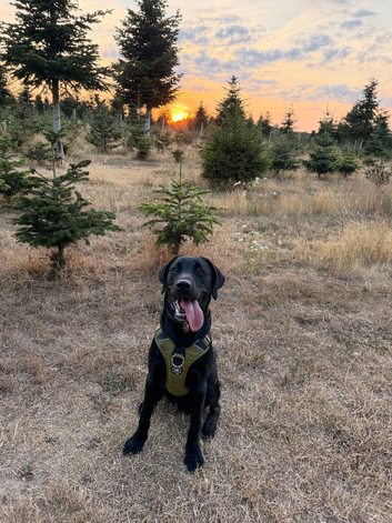8 month old working line kc registered labrador