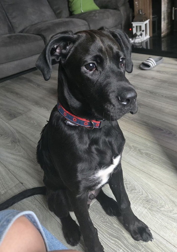 Collie/boxer