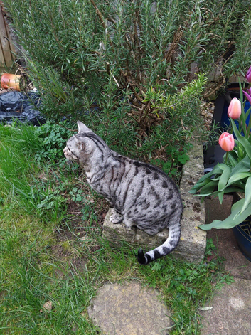 Silver Bengal