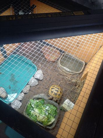 Baby tortoise with complete set up he is still very tiny