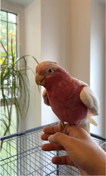 Handreard Lutino galah babies