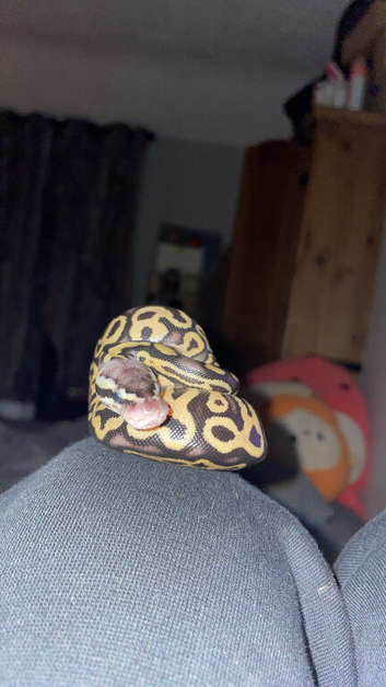 Baby royal python
