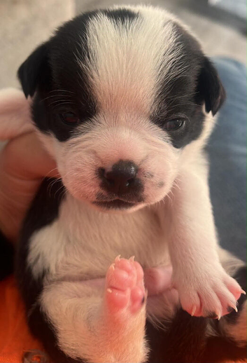 French bulldog x chug