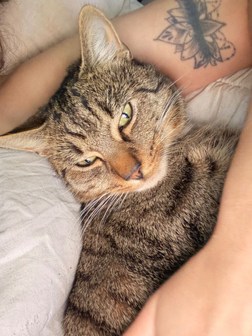 Tabby x bengal