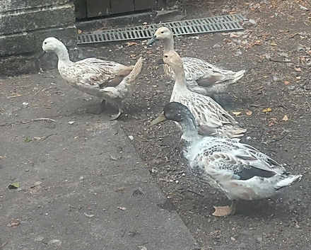 Welsh harlequin ducks