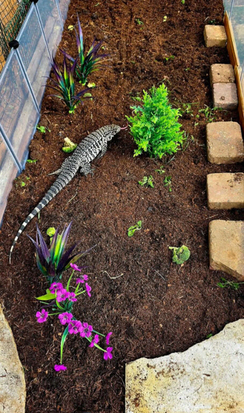 Black and white tegu