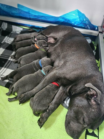 Loving Home Raised Blue Staffordshire Bull Terrier Puppies
