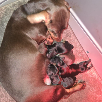 gorgeous PRA clear F 1=Doxiepoo puppies