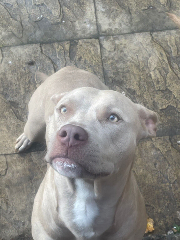 Bull cross Luna
