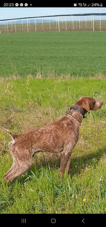 Male German pointer with Pedigree