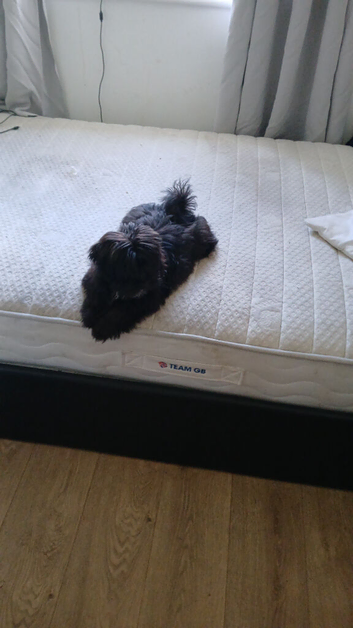 Small malshi pup