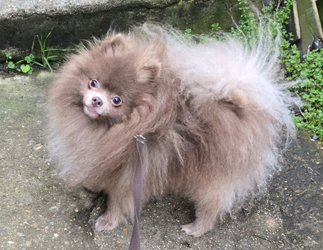 Lilac young adult male pomeranian
