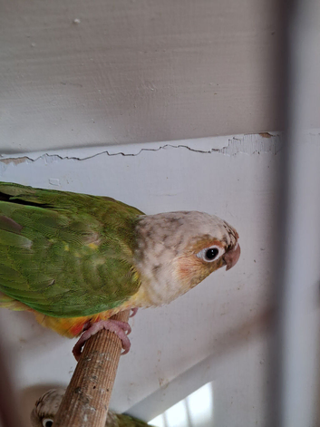 Conure Pair