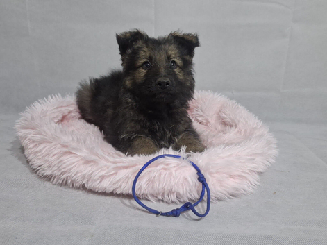 Beautiful German shepherd puppies