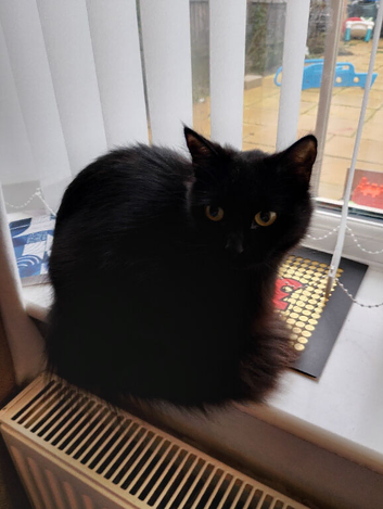 18 month old black cat
