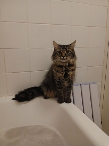Female cat needing rehoming