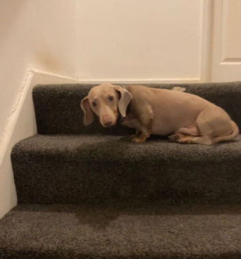 Dachshund male for sale (miniature)