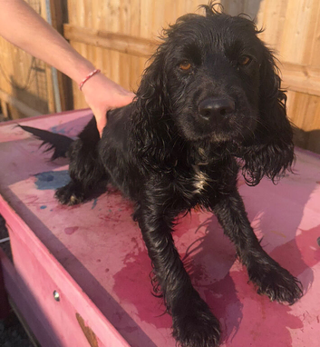 Black female cocker spaniel