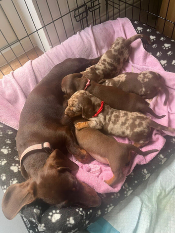2 dapple boys and 2 chocolate girls
