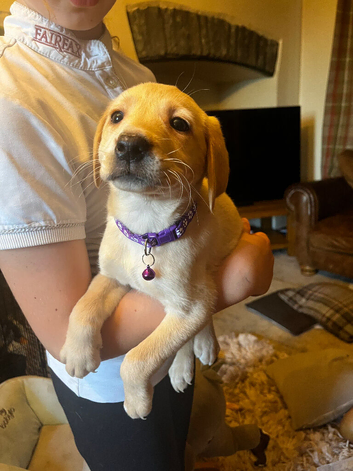 Red labs ready now