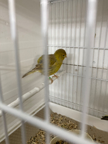 Fife canaries