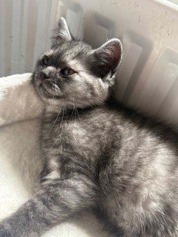 British Shorthair Kitten