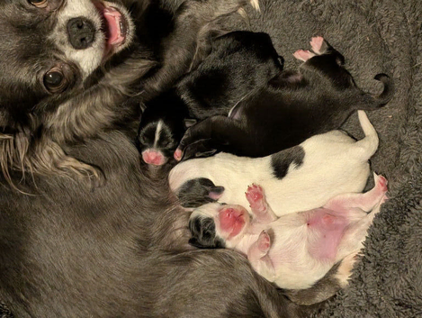 Beautiful Pomchi puppies