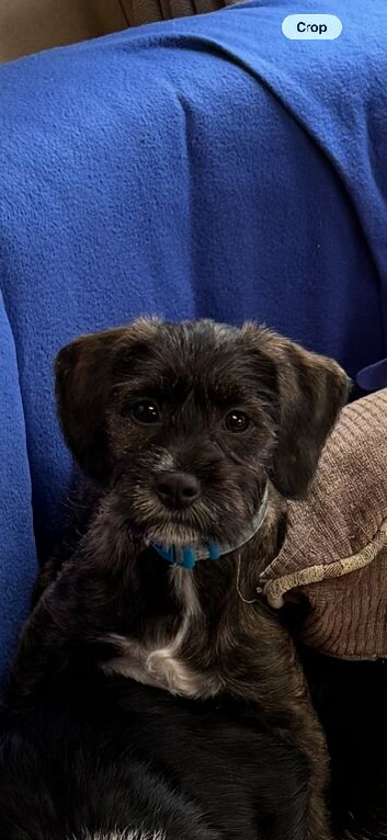 Needs a forever home