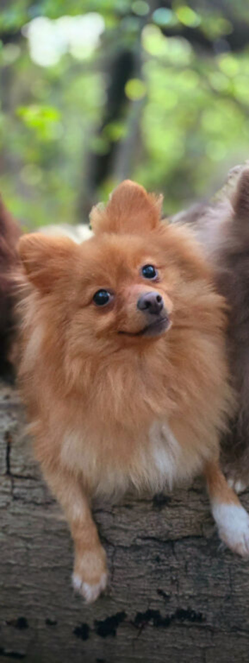 Adult orange female pomeranian