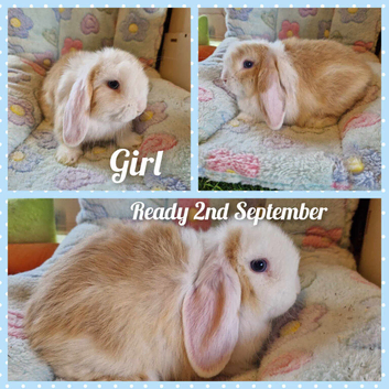 Mini lop kits. vaccinated &health checked.