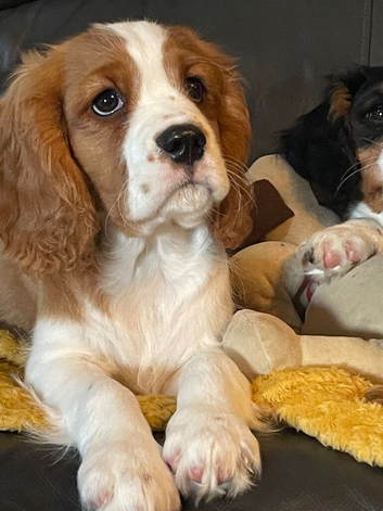 Beautiful cavalier boy