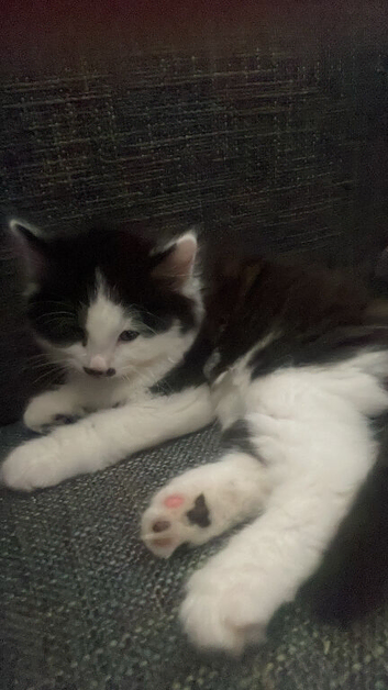 fluffy kitten ready to go