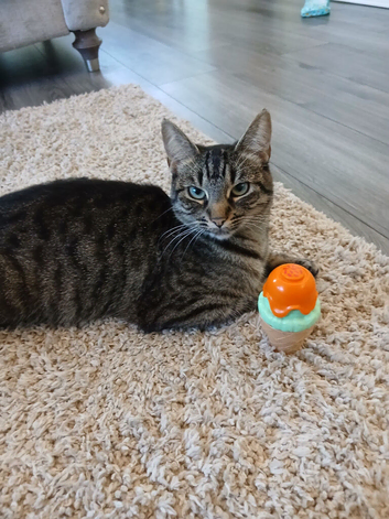 Tabby