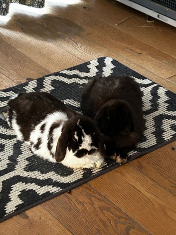 Gorgeous pure mini lop brothers