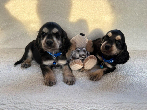 puppys