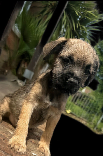 KC Registered Border Terrier Puppies – Family Raised – Ready Now – Viewings Welcome