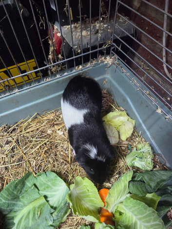 2 male guinea pigs with cage and food