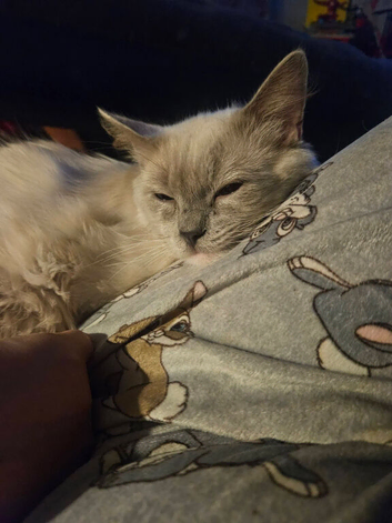 Male RAGDOLL