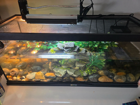 3 musk terrapins