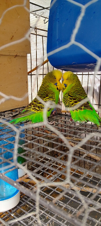 baby budgie ready to hand tame