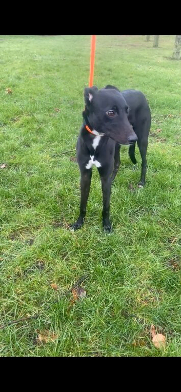 Saluki collie grey 12 month old boy