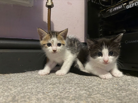1 male 1 female left