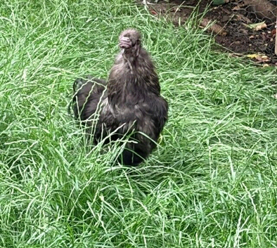 Roosters in need of re-homing - Free to good homes!